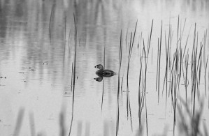 Grebe Black And White